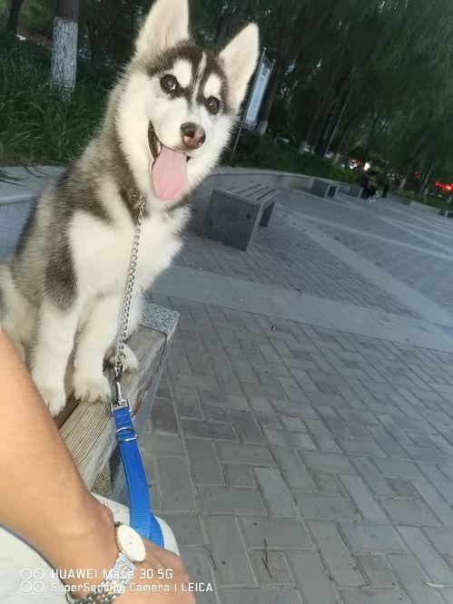 二哈吃瓜娱乐圈小说,娱乐圈的欢乐盛宴