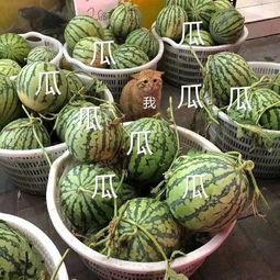 娱乐一下吃瓜,吃瓜群众揭秘明星幕后故事